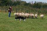 BORDER COLLIE - MOUTONS 039